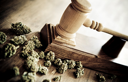 Judge Gavel Surrounded by Marihuana Representing Potential Changes in Drug-Related Sentences